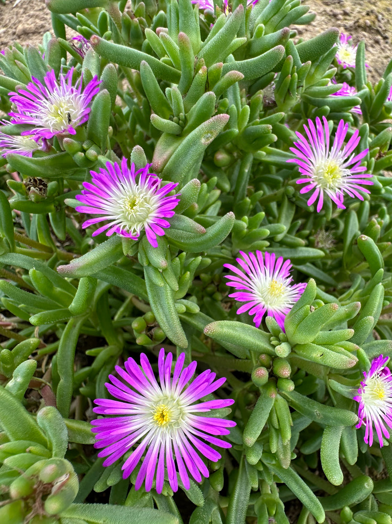 Delosperma WOW Violet Wonder - 3.5"