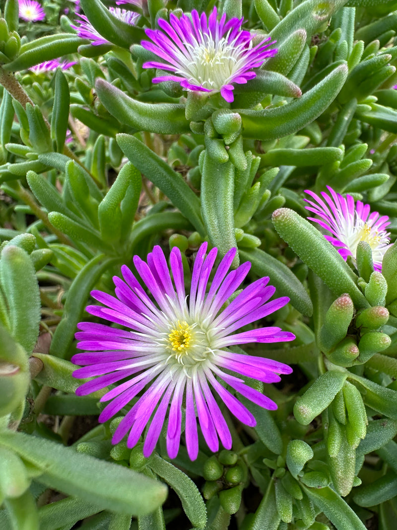 Delosperma WOW Violet Wonder - 3.5"