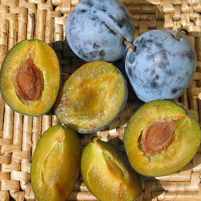 Dave Wilson Italian Prune Bare Root Fruit Tree