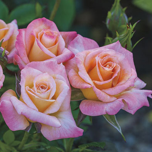 Cutie Pie Rose - 3 Gallon