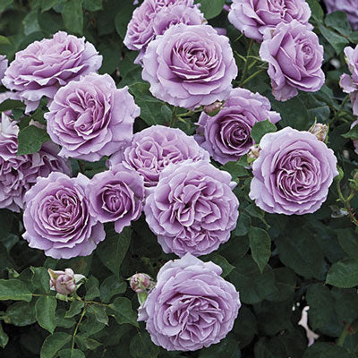 Love Song™ Rose - 3 Gallon