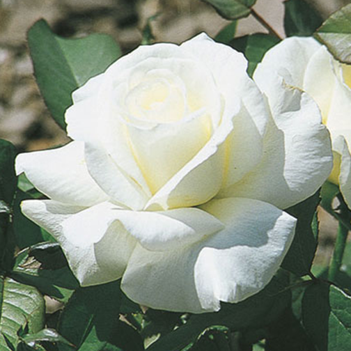 Honor Rose - 3 Gallon