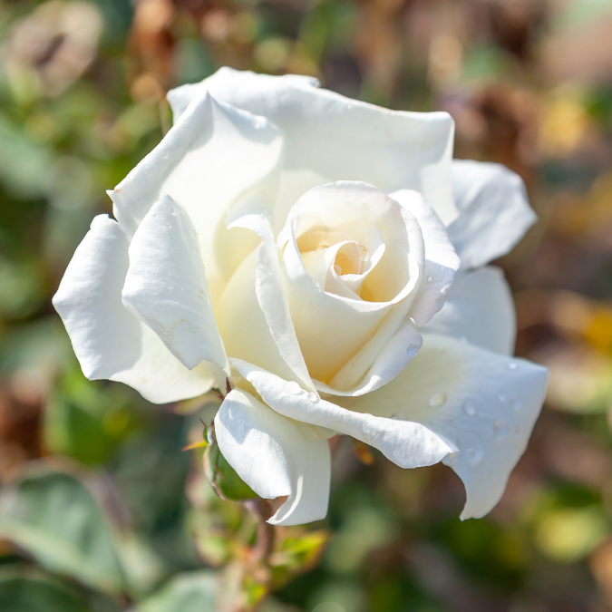 Honor Rose - 3 Gallon