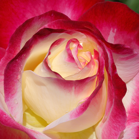 Rose Week's Double Delight Bare Root