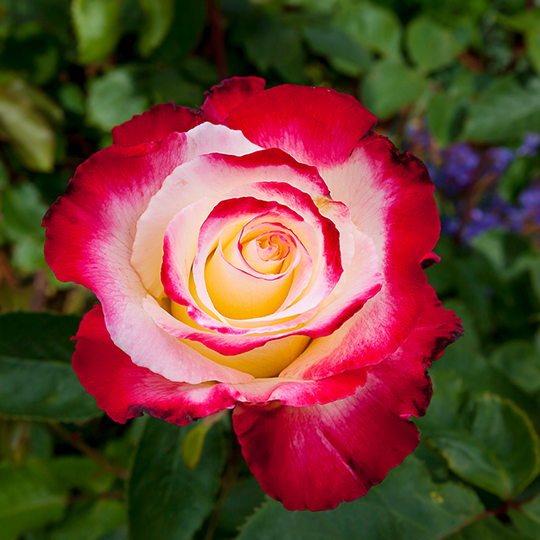 Rose Week's Double Delight Bare Root