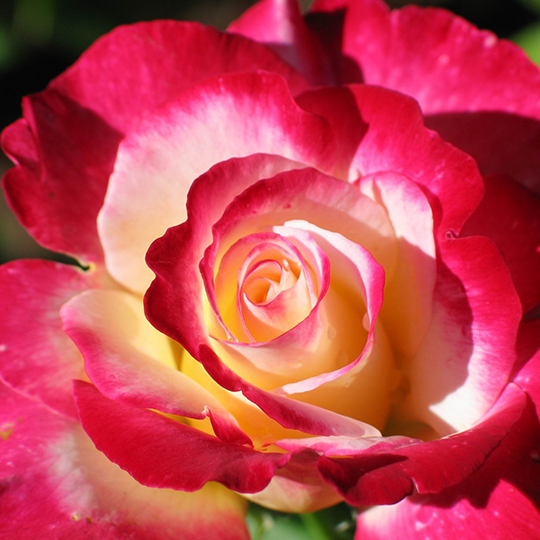 Rose Week's Double Delight Bare Root