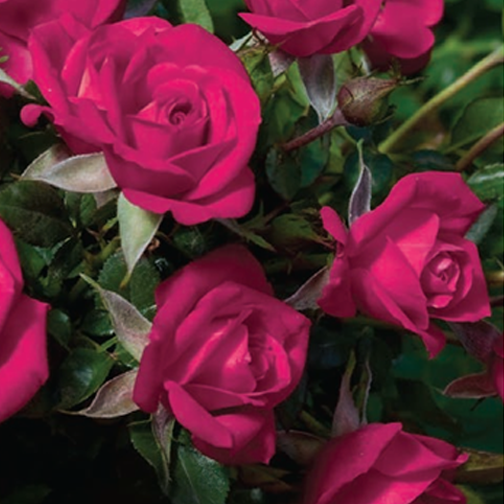 Be My Baby Rose - 3 Gallon