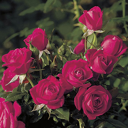 Be My Baby Rose - 3 Gallon