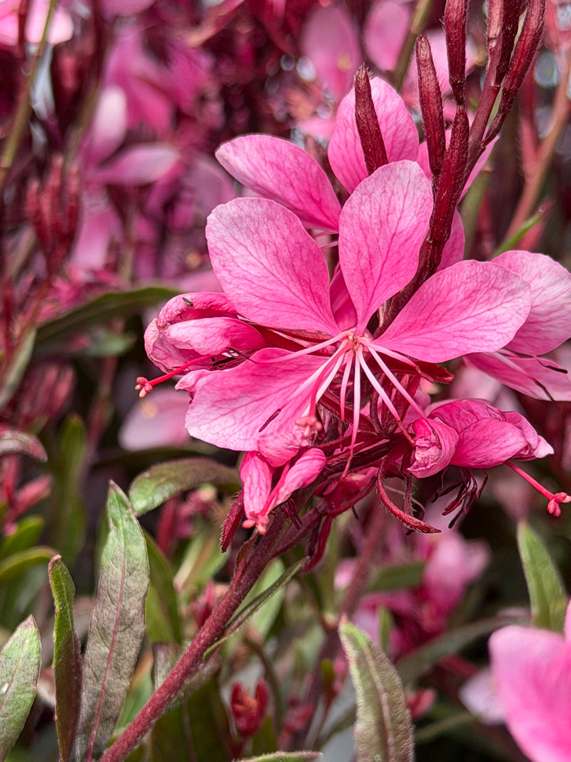 Gaura Confetti Pink - 1 Gallon