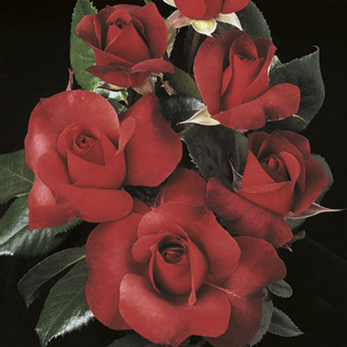 Hot Cocoa® Rose - 3 Gallon