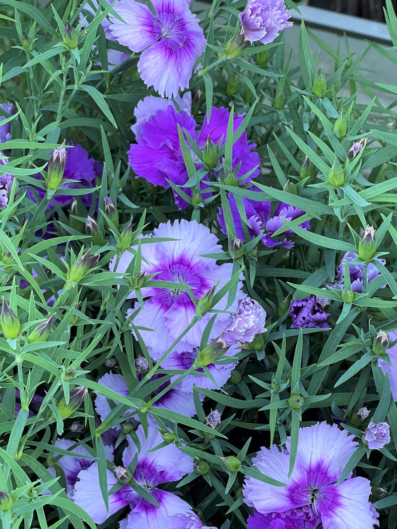 Dianthus Diana Lavender Picotee - Quart