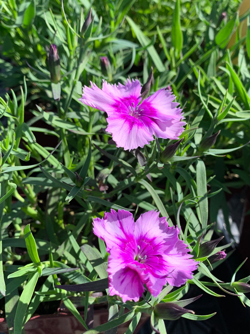 Dianthus Diana Lavender Picotee - Quart