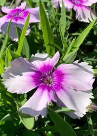 Dianthus Diana Lavender Picotee - Quart