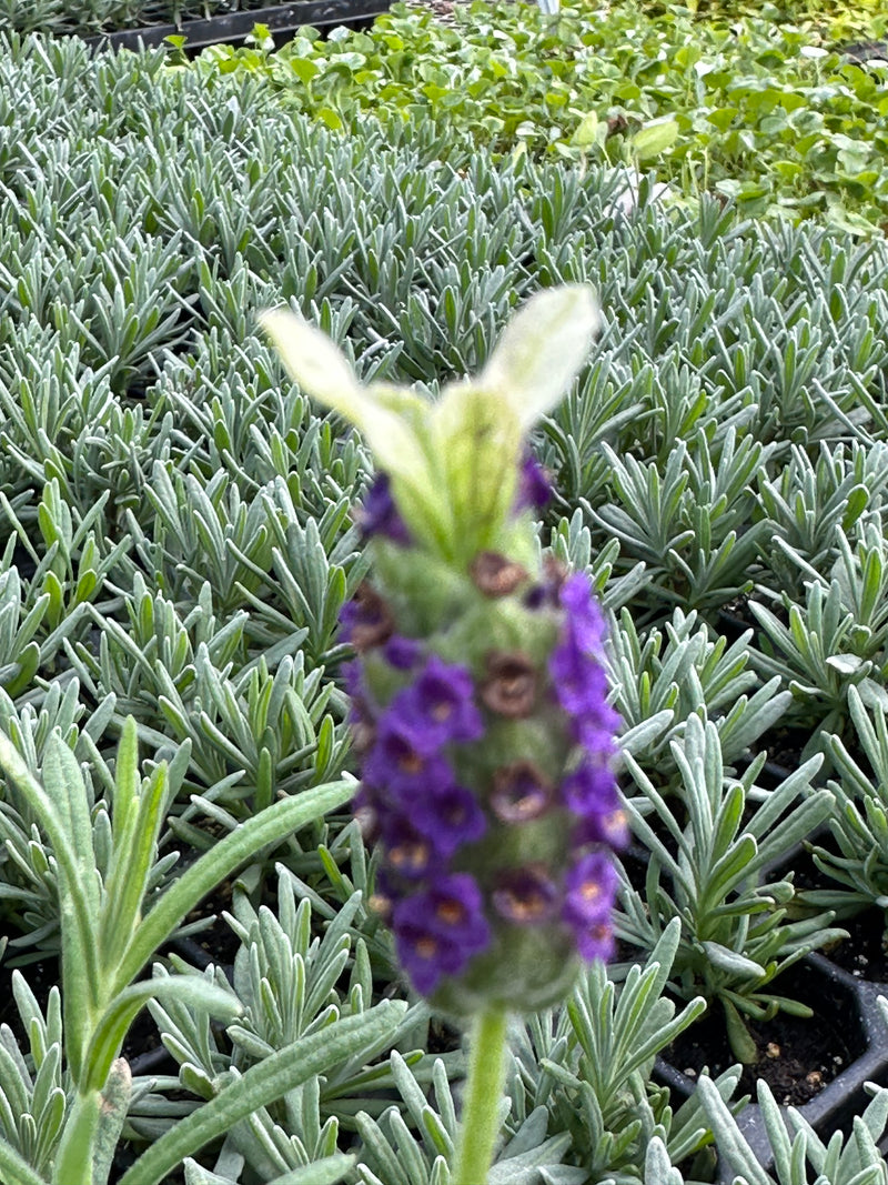 Lavender Ivory Crown - 1 Gallon