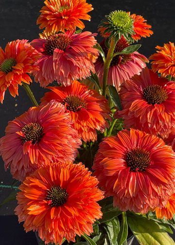 Echinacea SunSeeker Mineola - 1 Gallon