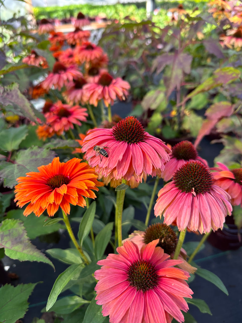 Echinacea SunSeeker Mineola - 1 Gallon