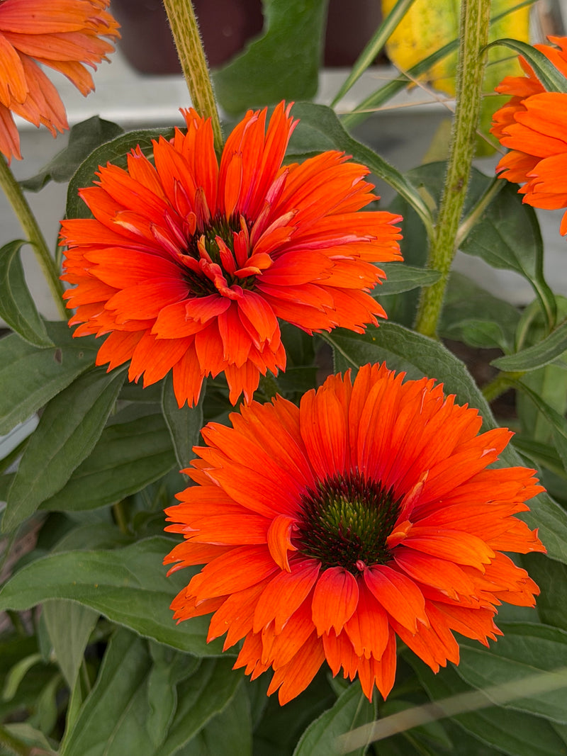 Echinacea SunSeeker Mineola - 1 Gallon