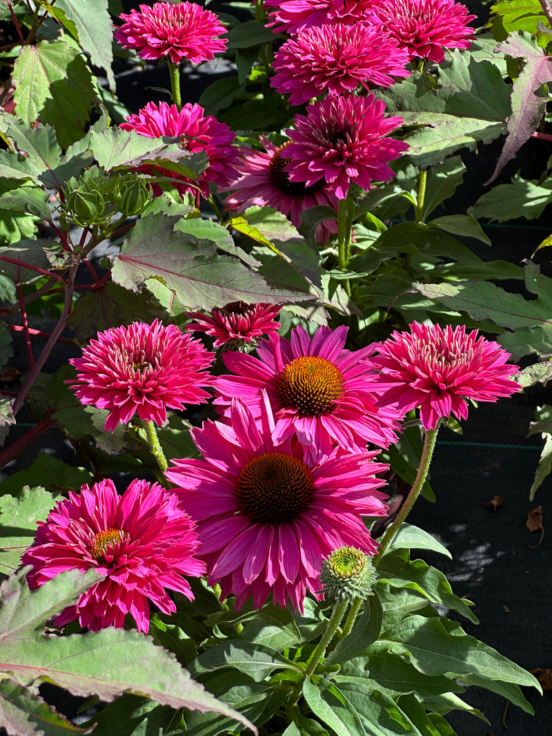 Echinacea SunSeeker Sweet Fuchsia - 1 Gallon