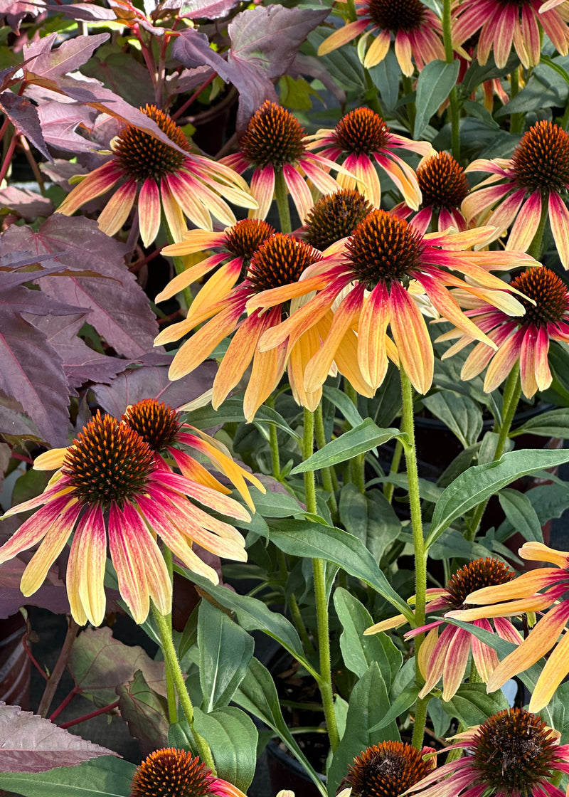 Echinacea Cornflower SunSeeker Tequila Sunrise - 1 Gallon