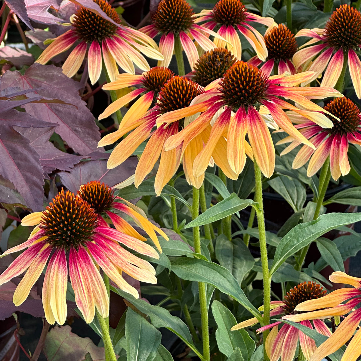 echinacea rainbow marcella seeds Echinacea Cornflower SunSeeker Tequila Sunrise