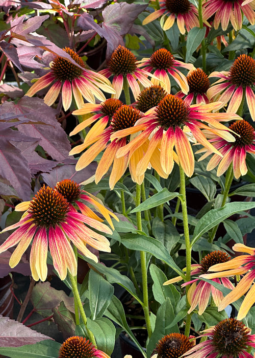 Echinacea Cornflower SunSeeker Tequila Sunrise