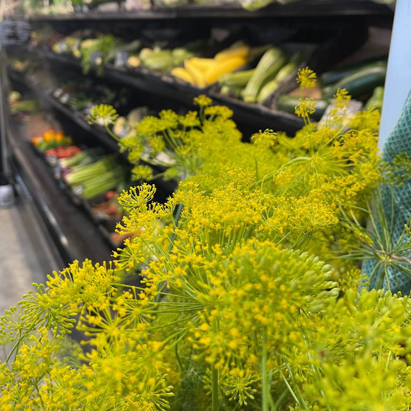 Pickling Dill Bundle - Ready in 2 Weeks
