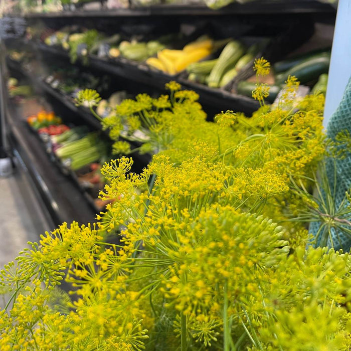 Pickling Dill Bundle