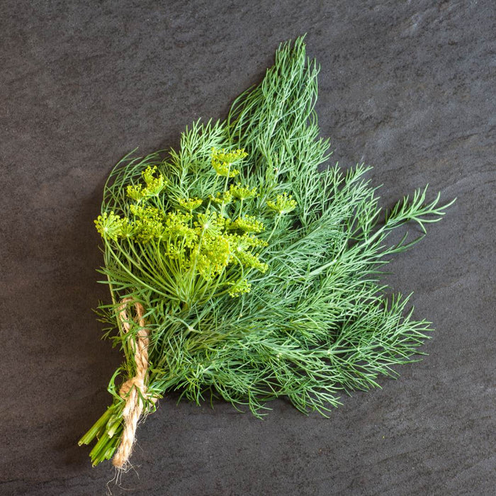 Pickling Dill Bundle