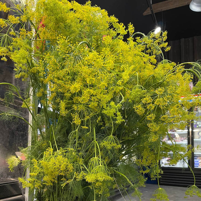 Pickling Dill Bundle