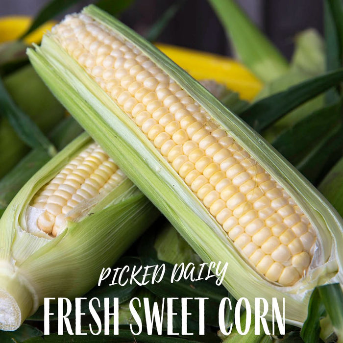 Sweet Corn: 1 Dozen