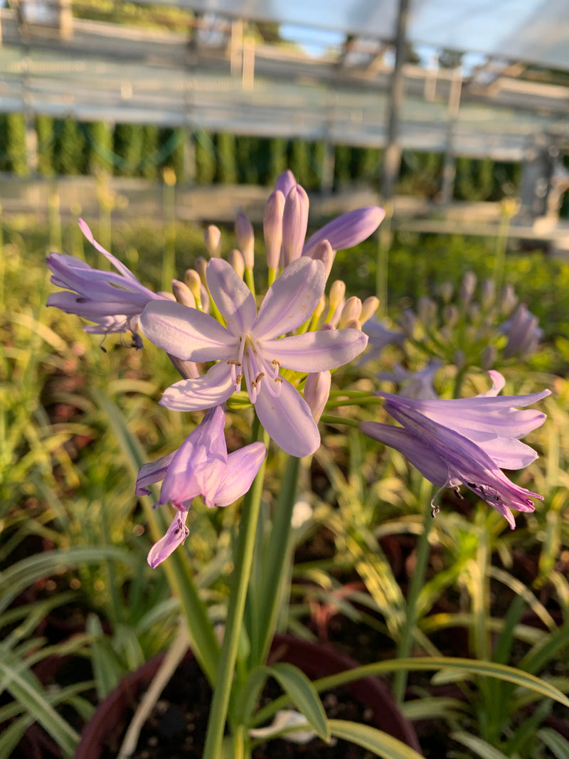 Agapanthus Neverland - 1 Gallon