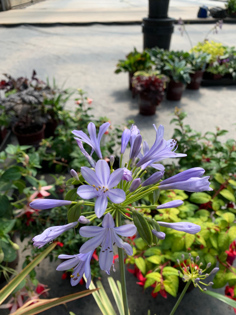 Agapanthus Neverland - 1 Gallon