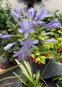 Agapanthus Neverland - 1 Gallon