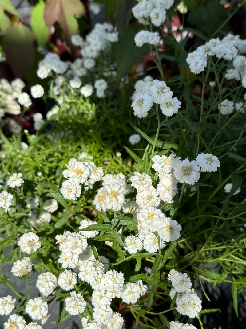 Achillea Diadem - 3.5"