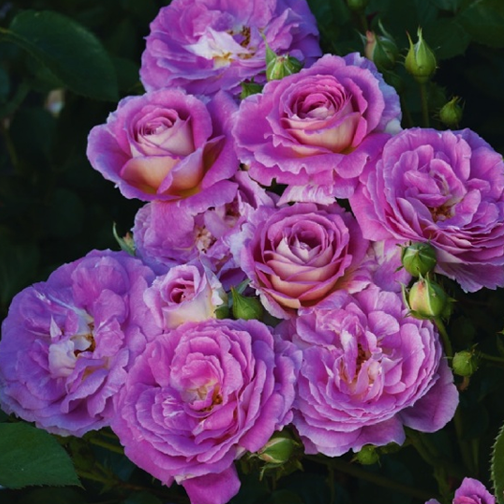 Arctic Blue Rose - 3 Gallon