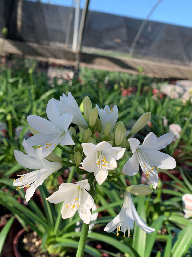 Agapanthus Ever White - 1 Gallon