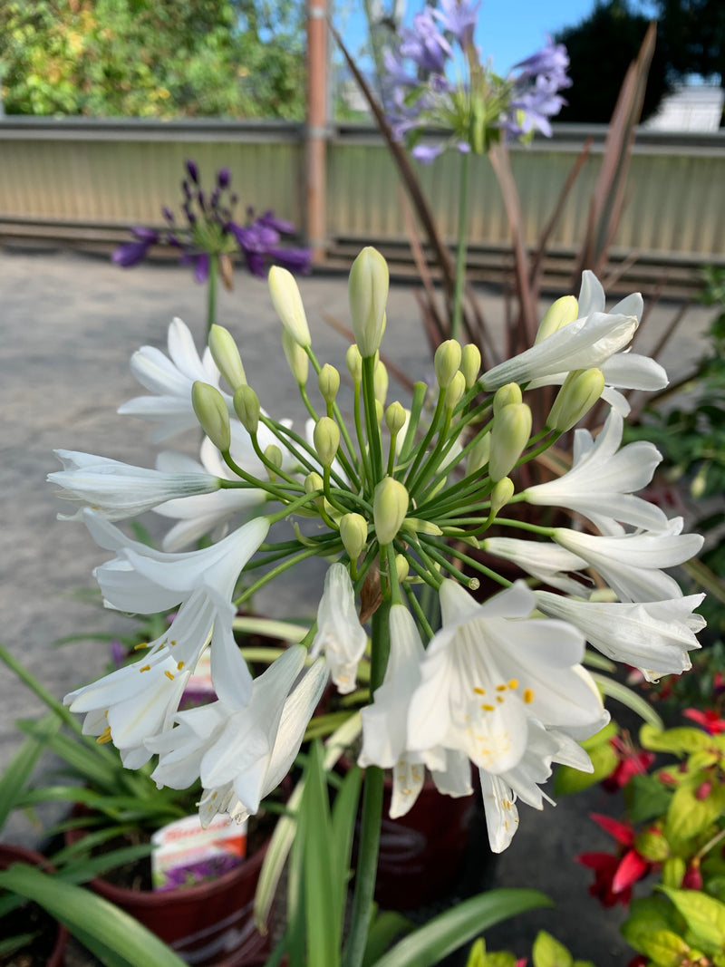 Agapanthus Ever White - 1 Gallon