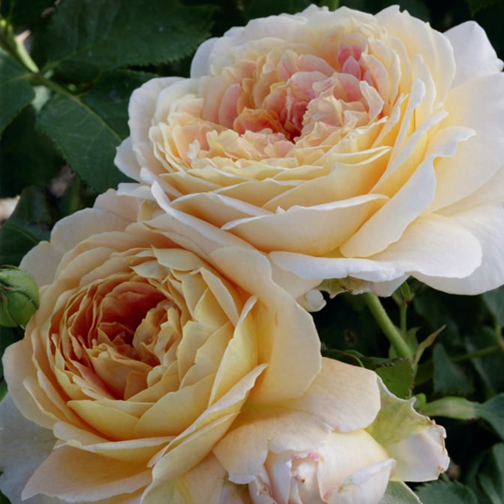 Fun in the Sun™ Rose - 3 Gallon