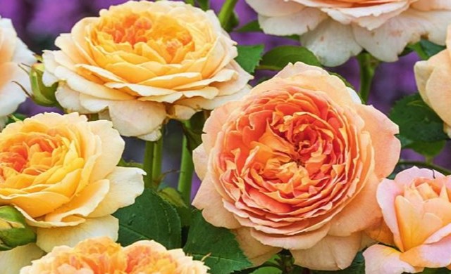 Fun in the Sun™ Bare Root Rose