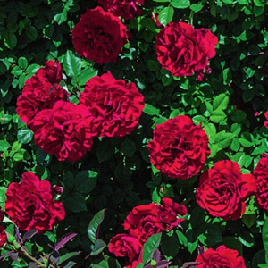 Lady In Red™ Rose - 3 Gallon