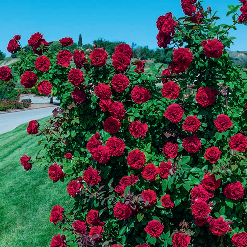 Lady In Red™ Rose - 3 Gallon