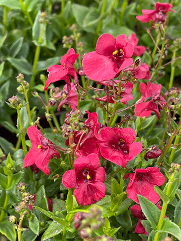 Diascia Red Sunset - 3.5"