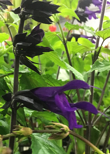 Salvia Amistad - 1 Gallon