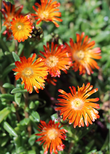 Delospermum Ocean Sunset Orange Vibe - 3.5"