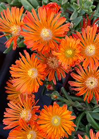 Delospermum Ocean Sunset Orange Vibe - 3.5"