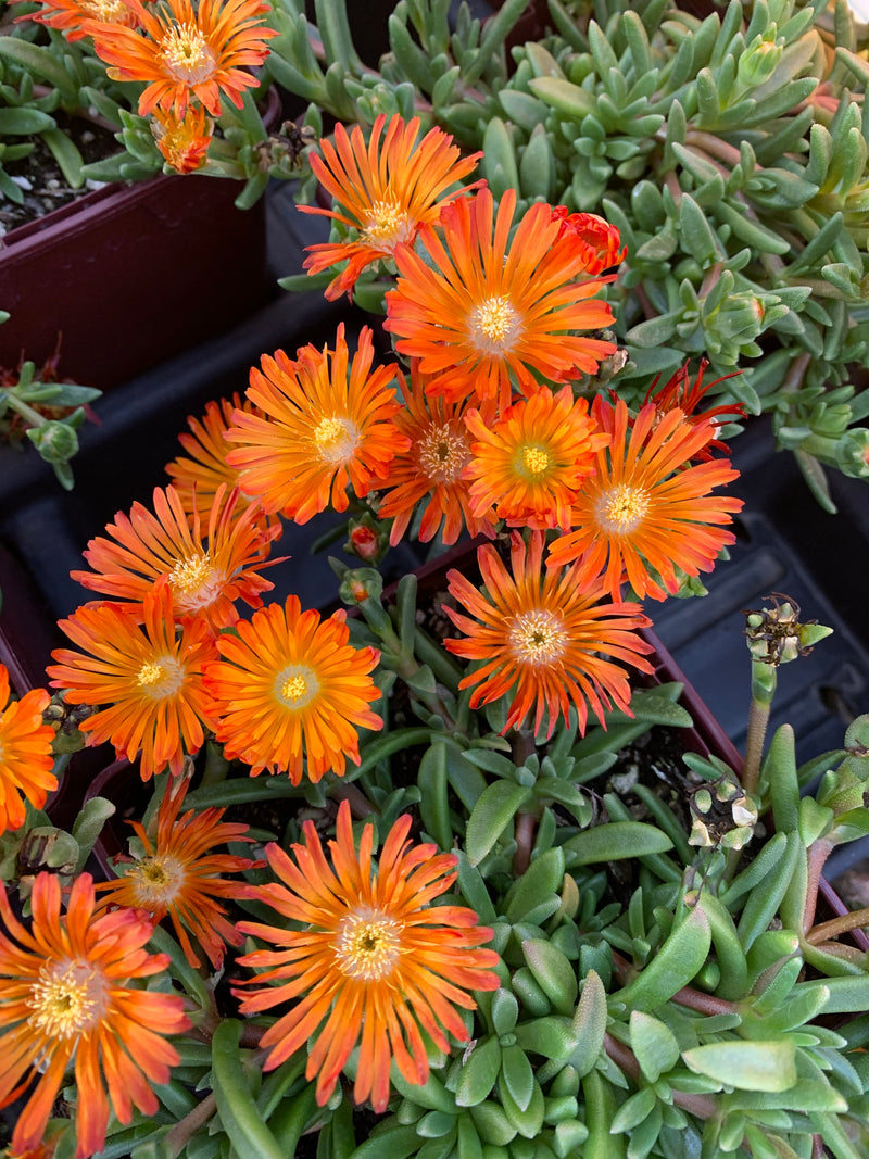 Delospermum Ocean Sunset Orange Vibe - 3.5"