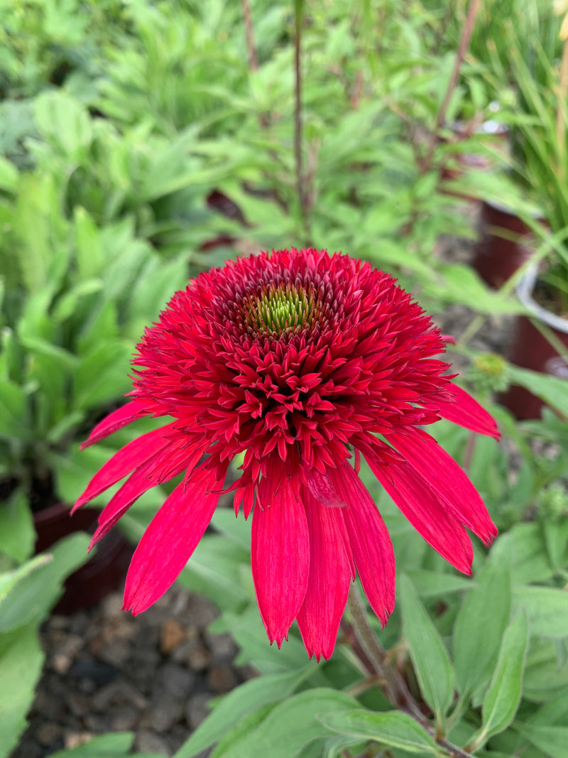 Echinacea Sunny Days Ruby - 1 Gallon