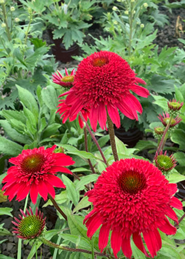 Echinacea Sunny Days Ruby - 1 Gallon