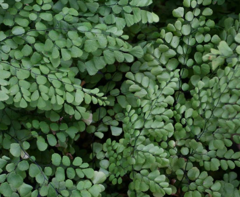 Fern Himalayan Maidenhair - 4"