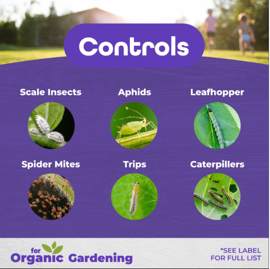Bonide All Seasons Horticultural Oil Concentrate - Quart